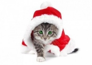 Create meme: funny Christmas cat, cat background, new year happiness