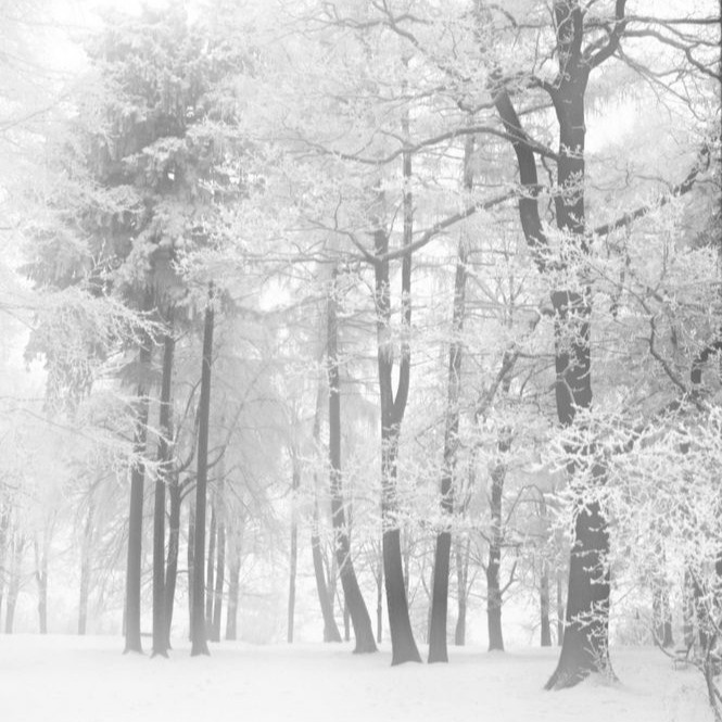 Create meme: snowy winter, Gloomy winter landscape, winter landscape