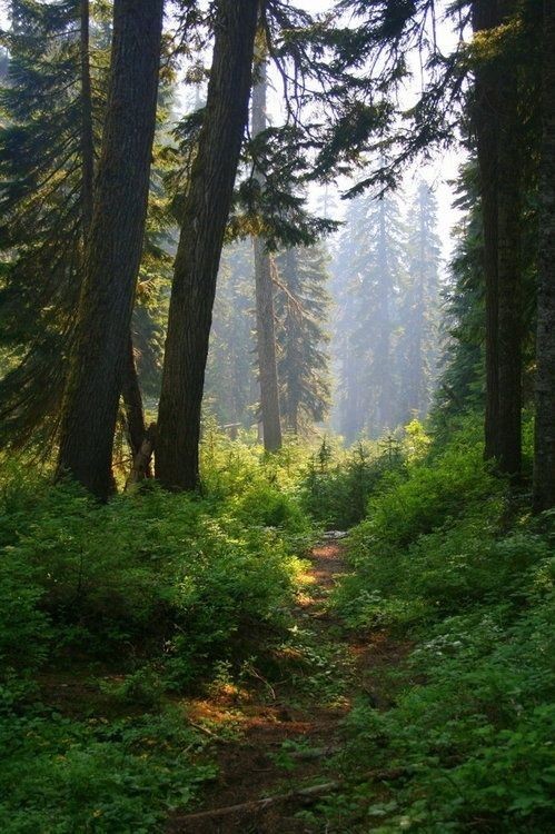 Create meme: morning in the forest, forest nature, forest landscape