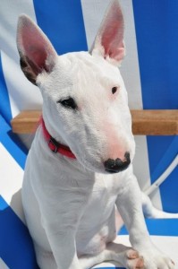 Create meme: bull Terrier