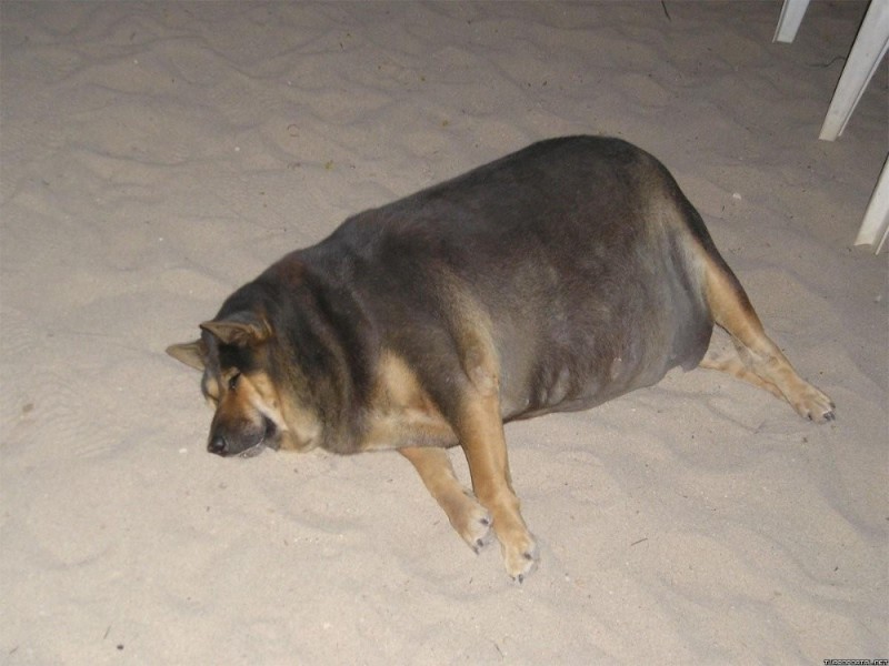Создать мем: жирная немецкая овчарка, самая толстая собака, жирная собака