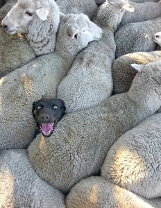 Create meme: a flock of sheep, breeds of sheep, the dog among the sheep