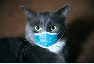 Create meme: the cat in the mask, cat