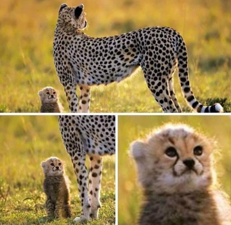 Create meme: cheetah with cubs, cheetah female, Cheetah 