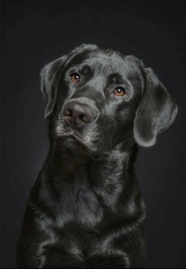 Create meme: black labrador, Labrador dog, black Labrador