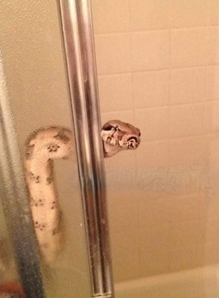 Create meme: The snake in the shower, snake boa constrictor and python, python boa constrictor