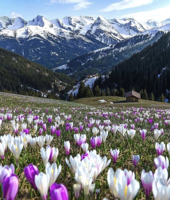 Create meme: Alpine meadows of Switzerland, nature mountains flowers, dombay crocus Valley