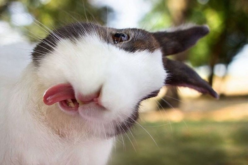 Создать мем: улыбающийся кролик, смешные зайцы, хитрый кролик