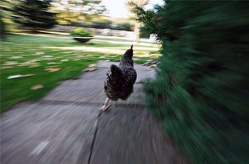 Create meme: I'm running home from work, chicken runs meme, running chicken 