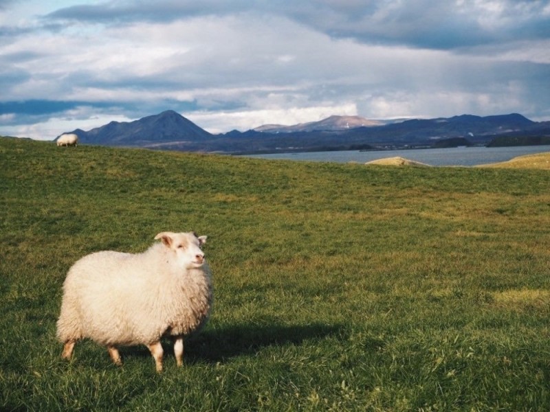 Создать мем: животный мир исландии, белая овца, овца
