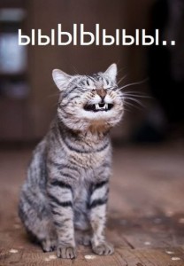 Create meme: smile, cat smiling photos, pictures of cats