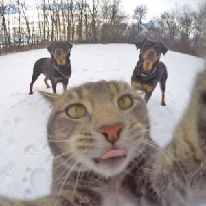 Create meme: selfie cat, cat