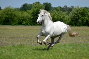 Create meme: Andalusian horse white, horse, white horse
