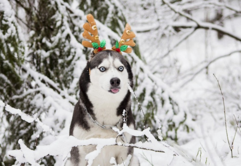 Create meme: husky , dog husky, husky with a wreath