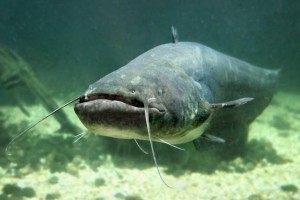 Создать мем: silurus glanis, речной сом, catfish