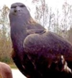 Create meme: eagle geophoto, eagle, dove photo of birds