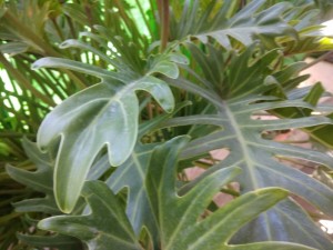 Create meme: philodendron casinony, philodendron xanadu, Xanadu philodendron (philodendron xanadu)