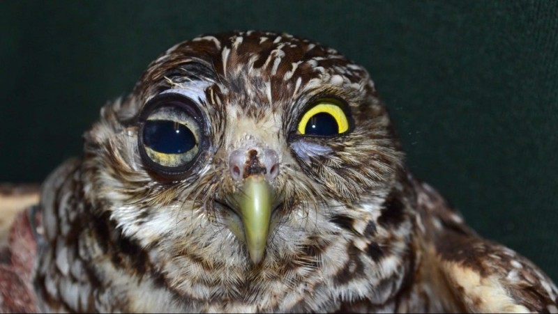 Create meme: owl owl, owl owl, owl with bulging eyes