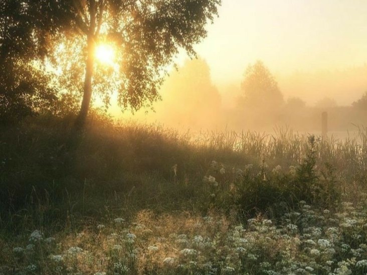 Create meme: morning landscape, morning forest, foggy morning