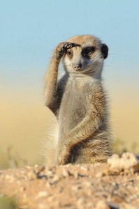 Create meme: meerkat, foot meerkats, photos of meerkats funny