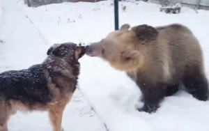 Создать мем: медведь, косолапый медведь, смешные животные