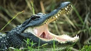 Create meme: alligator , crocodile , crocodile alligator