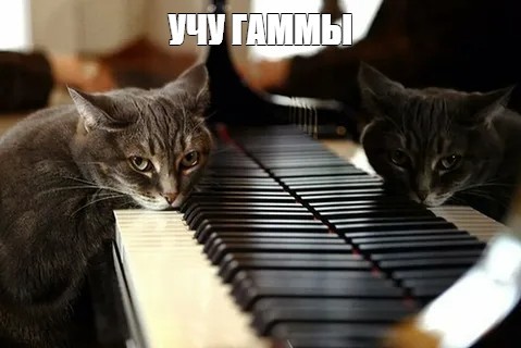 Create meme: Fatso the piano cat, piano cats, piano kitty