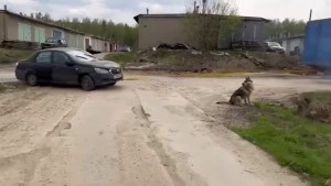 Создать мем: хаски напала на ребенка, хаски, собака в