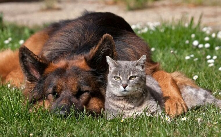 Create meme: german shepherd and cat, maine coon and german shepherd, cat and dog