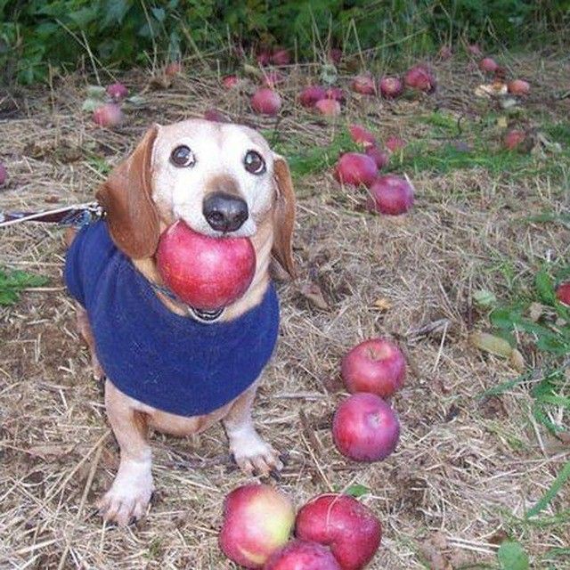 Create meme: apple dog, dog eats an apple, dog