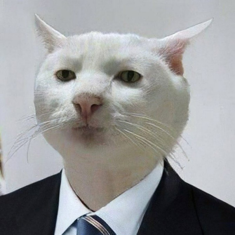 Create meme: cat meme , cat acceptable, the cat from the meme