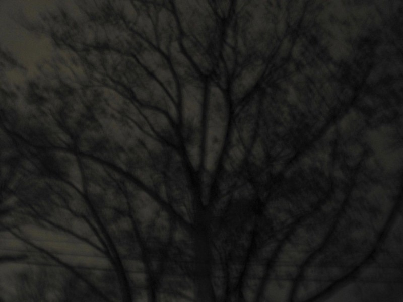 Create meme: dark wood, darkness, The tree is atmospheric at night