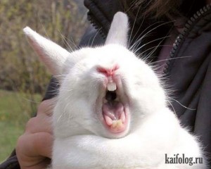 Create meme: funny rabbit, screaming rabbit, screaming hare