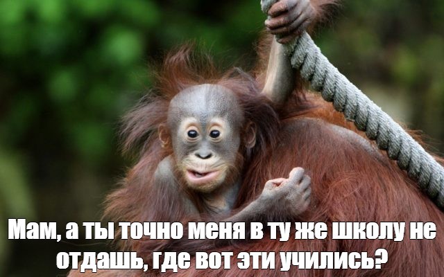 Create meme: very funny jokes, monkeys , funny monkey 