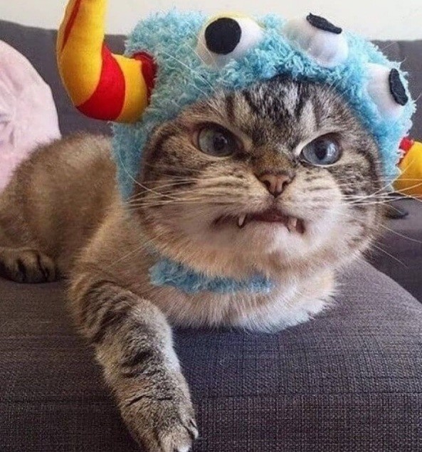 Create meme: stupid cat, angry kitty, unhappy cat
