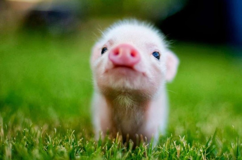 Create meme: minipig, this little piggy, dwarf pig