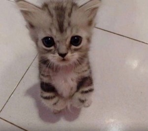 Create meme: adorable kittens, memes with kittens, kitten meme