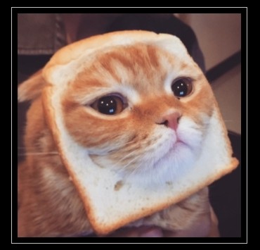 Create meme: Mammy cat, cat bread, seals 