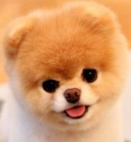 Create meme: pomeranian pomeranian boo, breed Pomeranian, Pomeranian bear