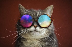 Create meme: cat with glasses Wallpaper, cool cat, cool cats