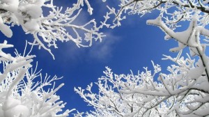 Создать мем: снежные деревья, зимние пейзажи, зима природа
