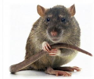 Create meme: rat on white background, rat grey, mouse and rat