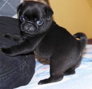 Create meme: the puppy pug, pug