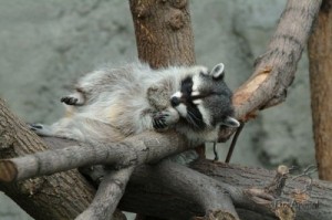 Create meme: Raccoon sleeping