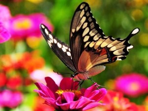 Create meme: butterfly beautiful, tropical butterflies flowers, butterfly