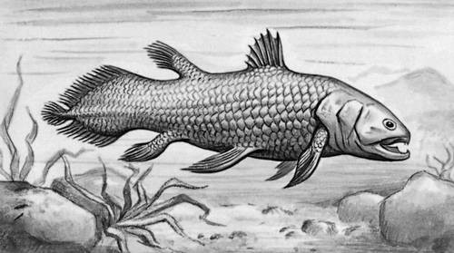 Создать мем: древние рыбы, кистеперые рыбы латимерия, латимерия