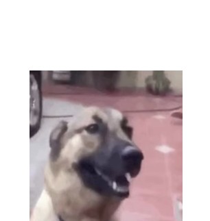 Create meme: dog , dog , dog kangal