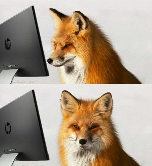 Создать мем: fox animal, лисица, рыжая лиса