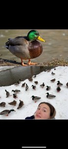 Create meme: duck, Mallard duck, Mallard