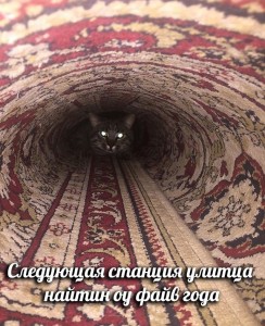 Создать мем: кот завернутый в ковер, кошка туннель мем, свет в конце тоннеля